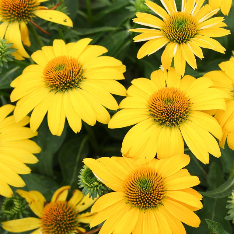 Echinacea Sombrero Lemon Yellow