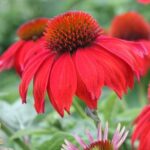 Echinacea Sombrero Salsa Red