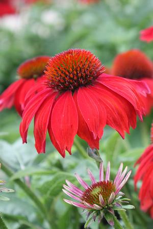 Echinacea Sombrero Salsa Red