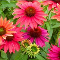 Echinacea Sombrero Tres Amigos