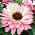 Echinacea Sunseekers Salmon