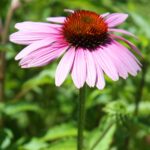 Echinacea purpurea