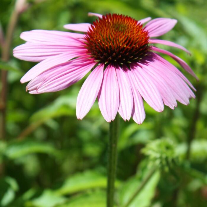 Echinacea purpurea