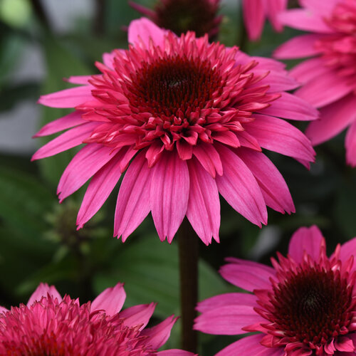 Echinacea purpurea Double Scoop Watermelon