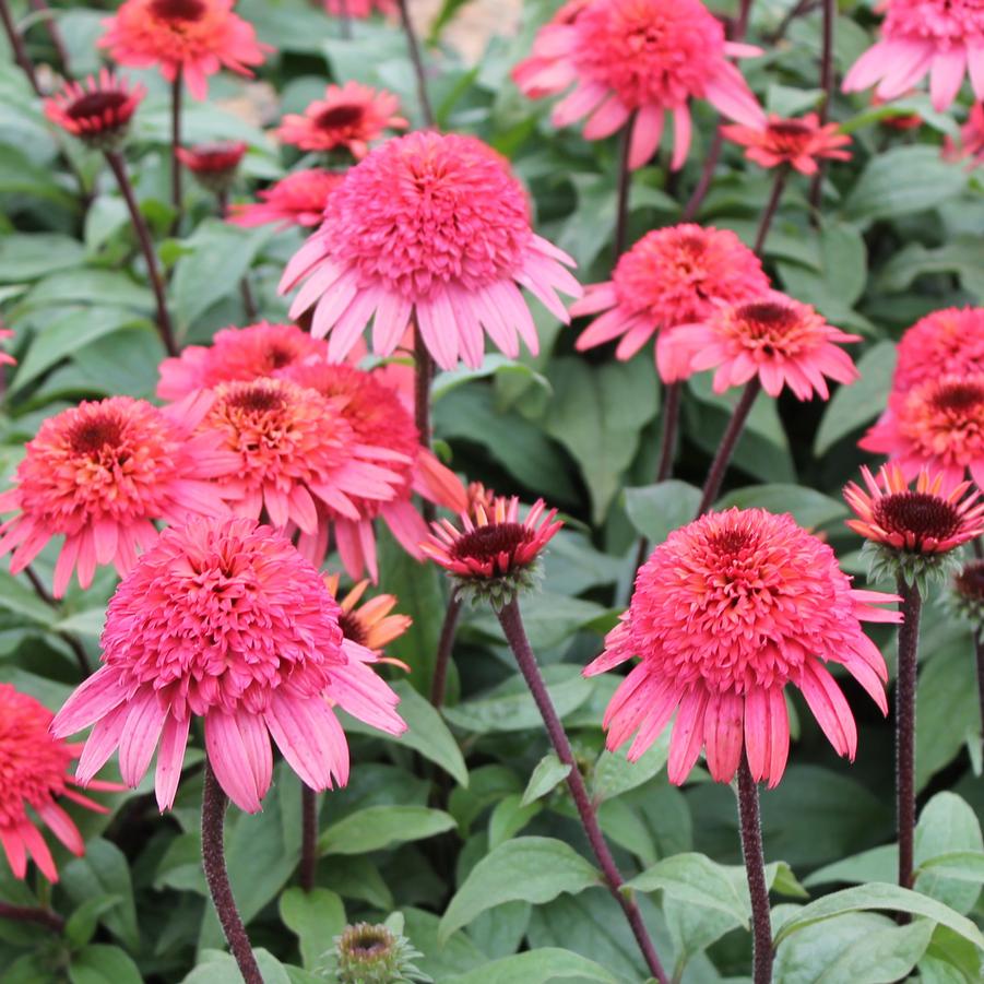 Echinacea purpurea ‘Raspberry Truffle’