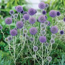 Echinops ritro