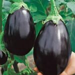 Eggplant Black Beauty (4 Pack)