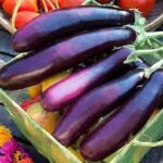 Eggplant Ichiban (4 Pack)