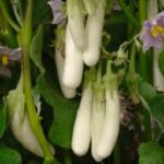 Eggplant Little White Fingers (4 Pack)