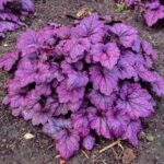 Heuchera Electric Plum