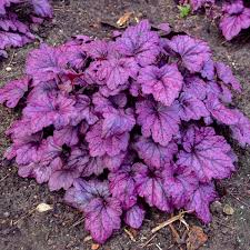 Electric Plum