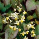 Epimedium versicolor Sulphureum