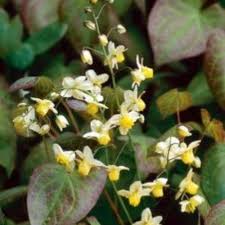 Epimedium versicolor ‘Sulphureum’
