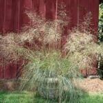 Grass, Eragrostis elliotii Wind Dancer