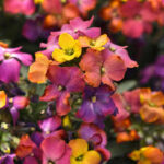 Erysimum Brightside Magenta Glow