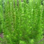 Eupatorium Elegant Feather