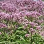 Eupatorium Phantom