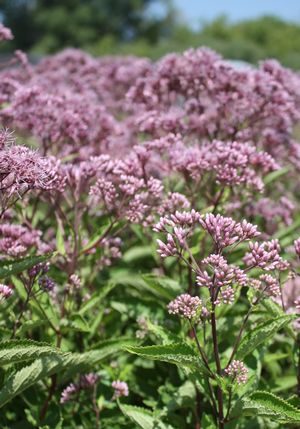 Eupatorium Phantom
