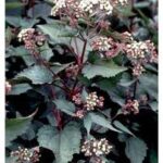 Eupatorium rugosum Chocolate