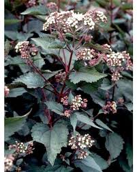 Eupatorium rugosum ‘Chocolate’