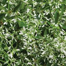 Euphorbia Diamond Mountain