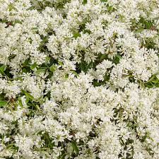 Euphorbia Diamond Snow