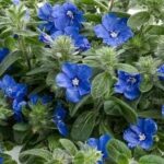 Evolvulus Beach Bum Blue