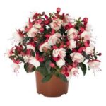 Fuchsia Aretes Upright Arroyo Grande