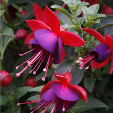 Fuchsia Aretes Upright Jollies Nantes