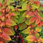 Fuchsia Autumnale