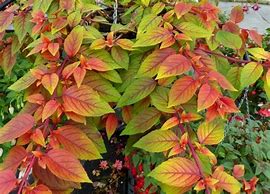 Fuchsia Autumnale