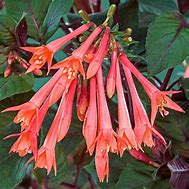 Fuchsia Gartenmeister