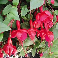 Fuchsia Marinka