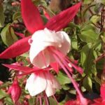 Fuchsia Patio Princess