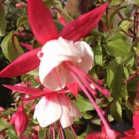 Fuchsia Patio Princess