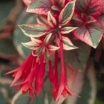 Fuchsia Upright Firecracker