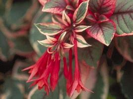 Fuchsia Upright Firecracker