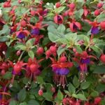 Fuchsia Windchimes Basket Double Dark Eye