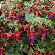 Fuchsia Windchimes Basket Double Dark Eye