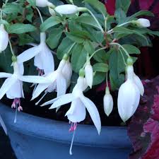 Fuchsia Windchimes Upright White