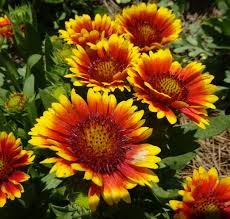 Gaillardia Spin Top Red Starburst