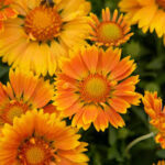 Gaillardia SpinTop Mango