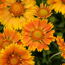 Gaillardia SpinTop Mango