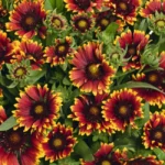 Gaillardia SpinTop Orange Halo