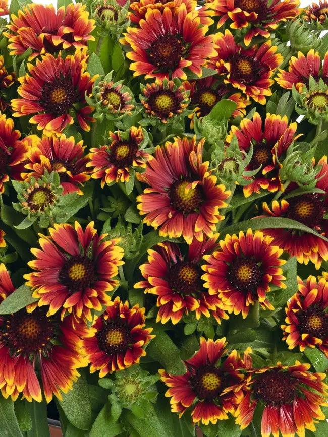 Gaillardia SpinTop Orange Halo