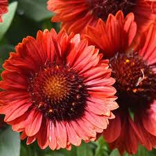 Gaillardia SpinTop Red