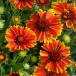 Gaillardia SpinTop Yellow Touch