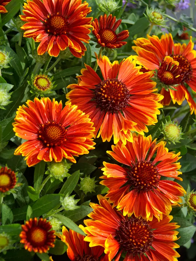 Gaillardia SpinTop Yellow Touch