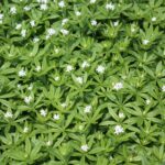 Galium odoratum