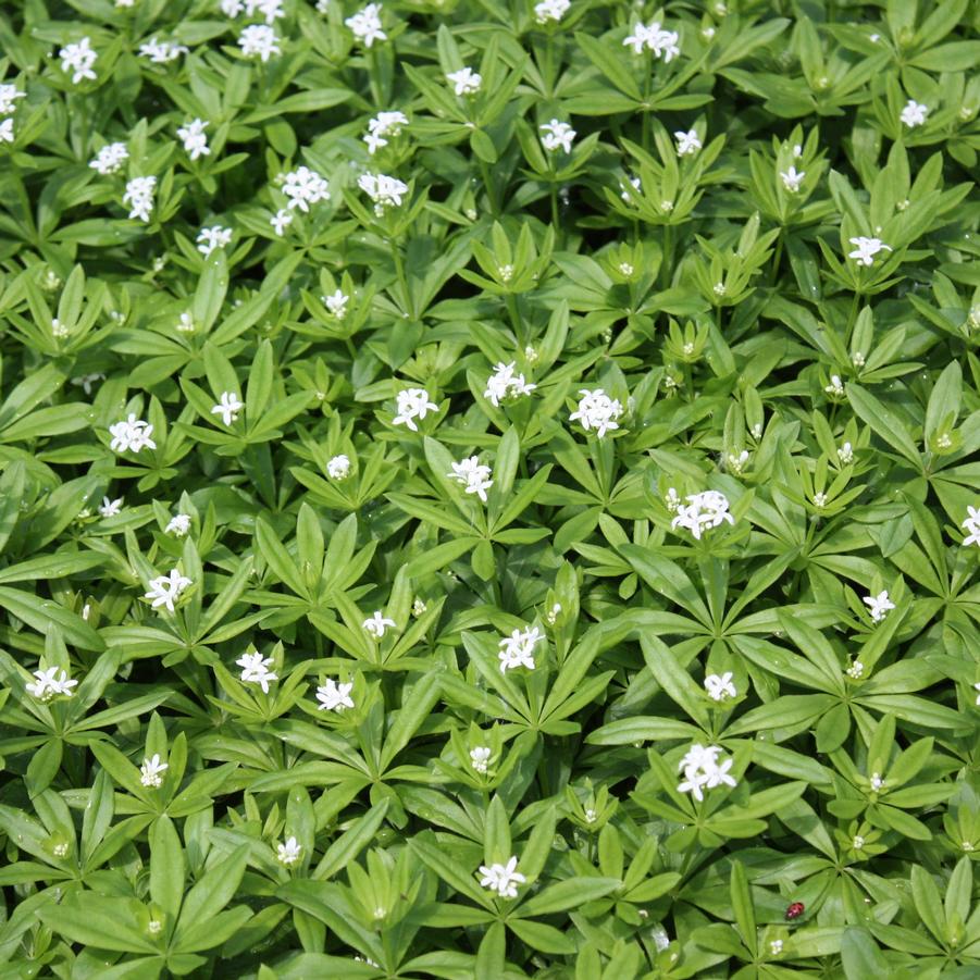 Galium odoratum